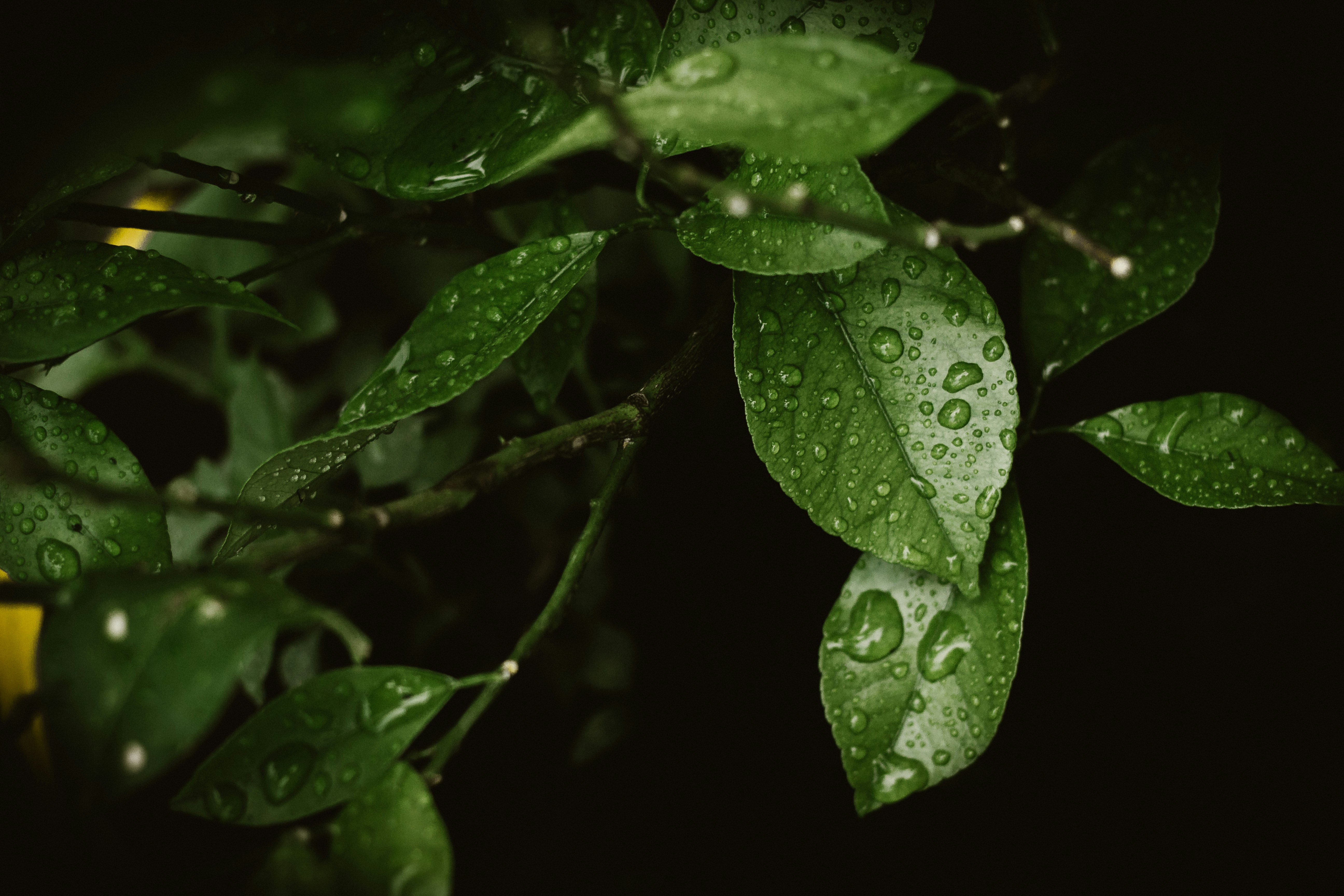 water droplets on green leaf